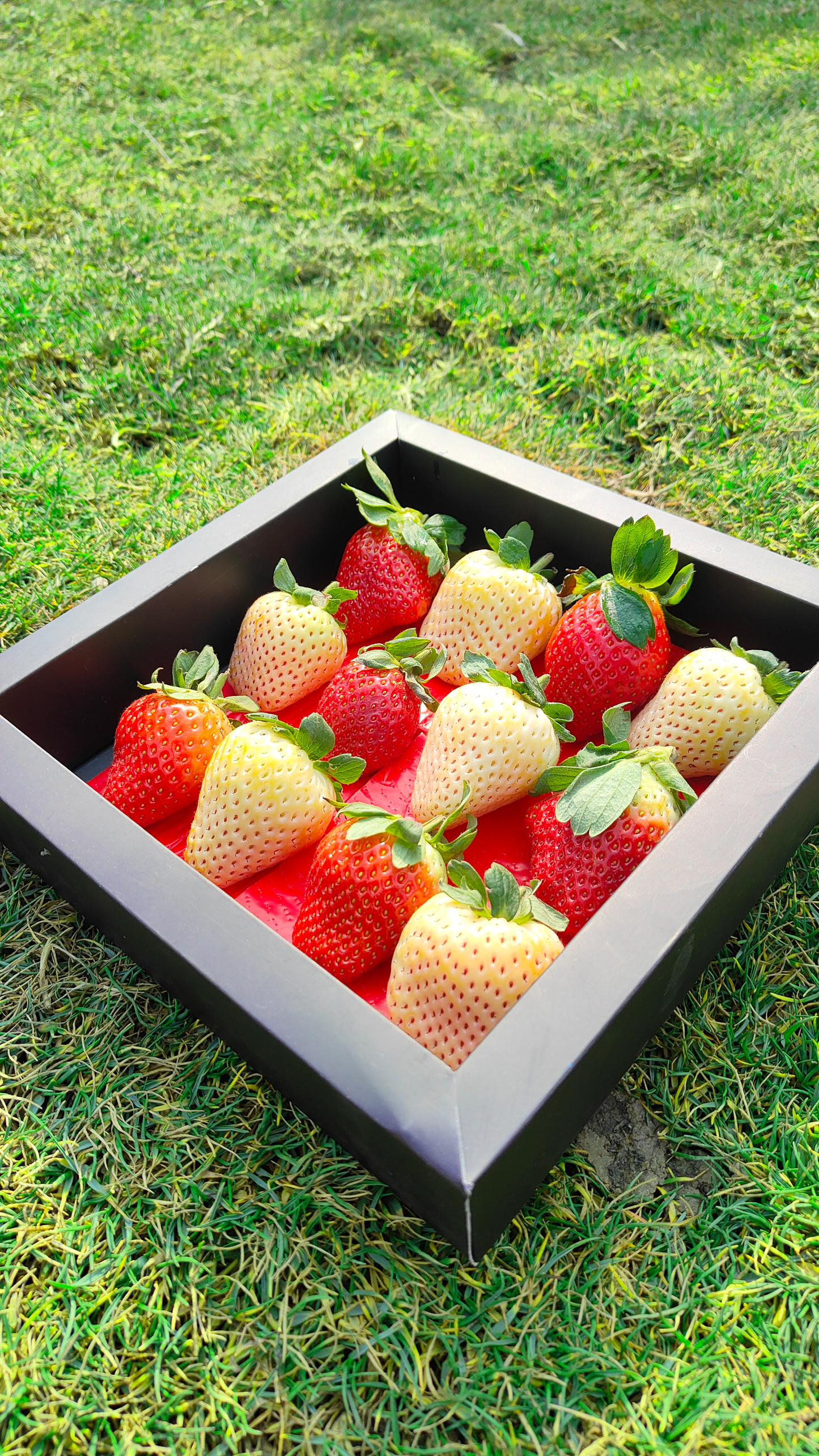 Premium Red and White Strawberries / Giting Box (Black) 400gm