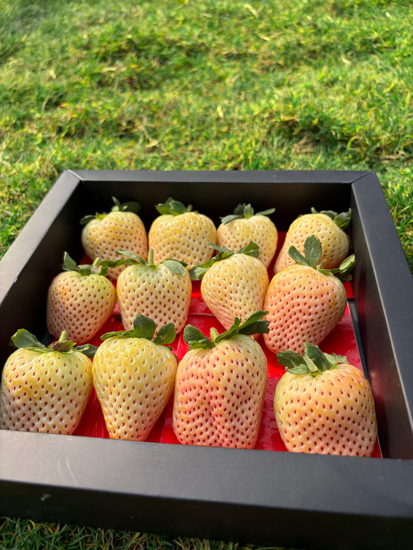 Premium White Pearl Strawberries – Gifting Box (Black) | 400 gm