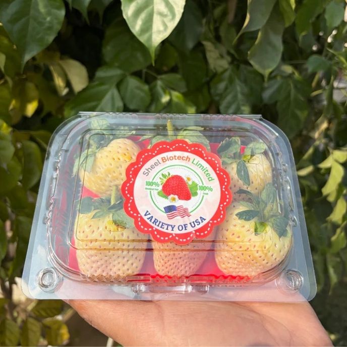 Florida Pearl Strawberry (Premium White Strawberry)