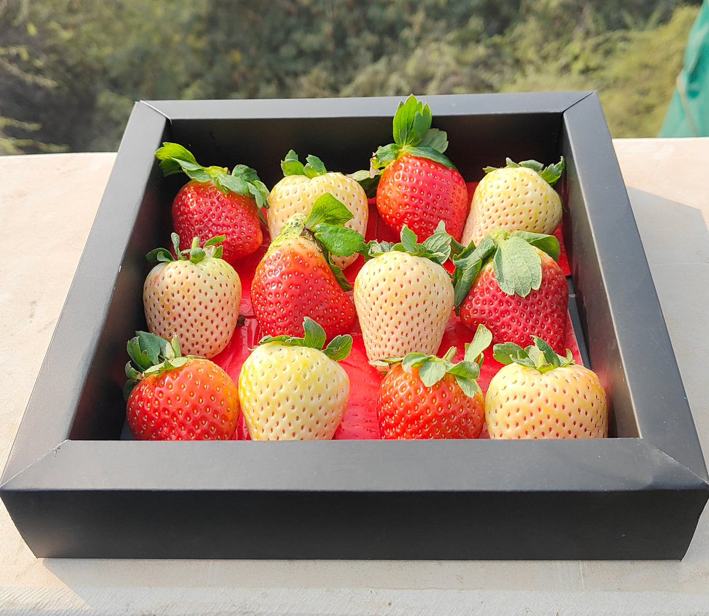 Premium Red and White Strawberries / Giting Box (Black) 400gm