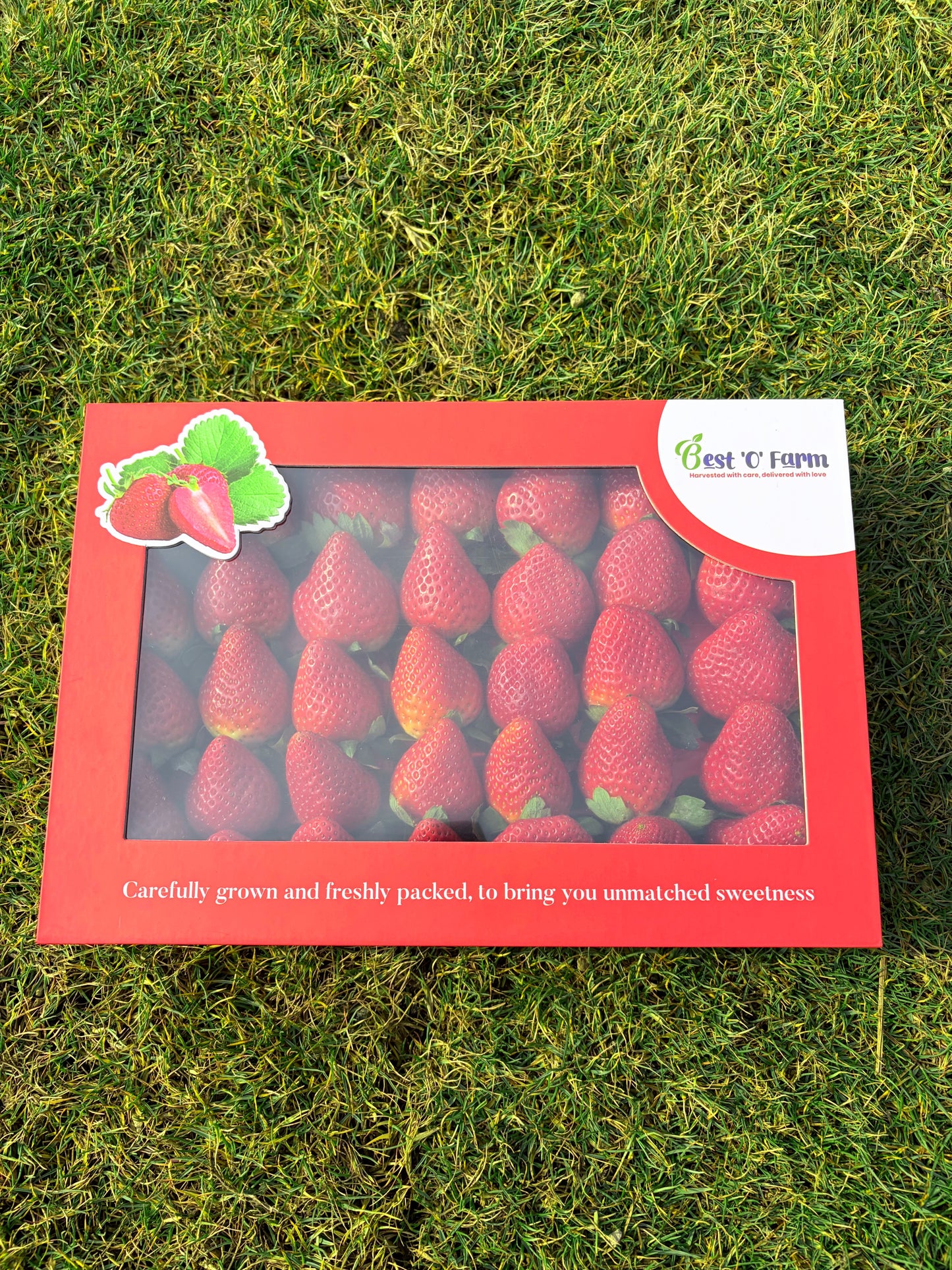 Premium Red Strawberry Box | Perfect for gifting & celebration | 1 kg