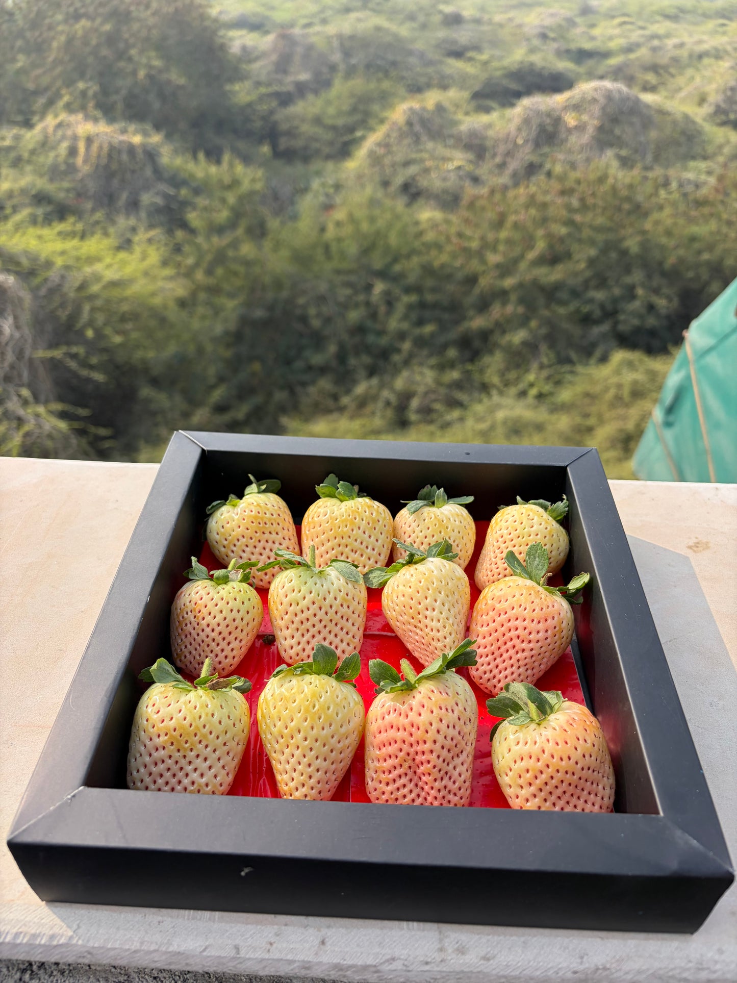 Premium White Pearl Strawberries – Gifting Box (Black) | 400 gm