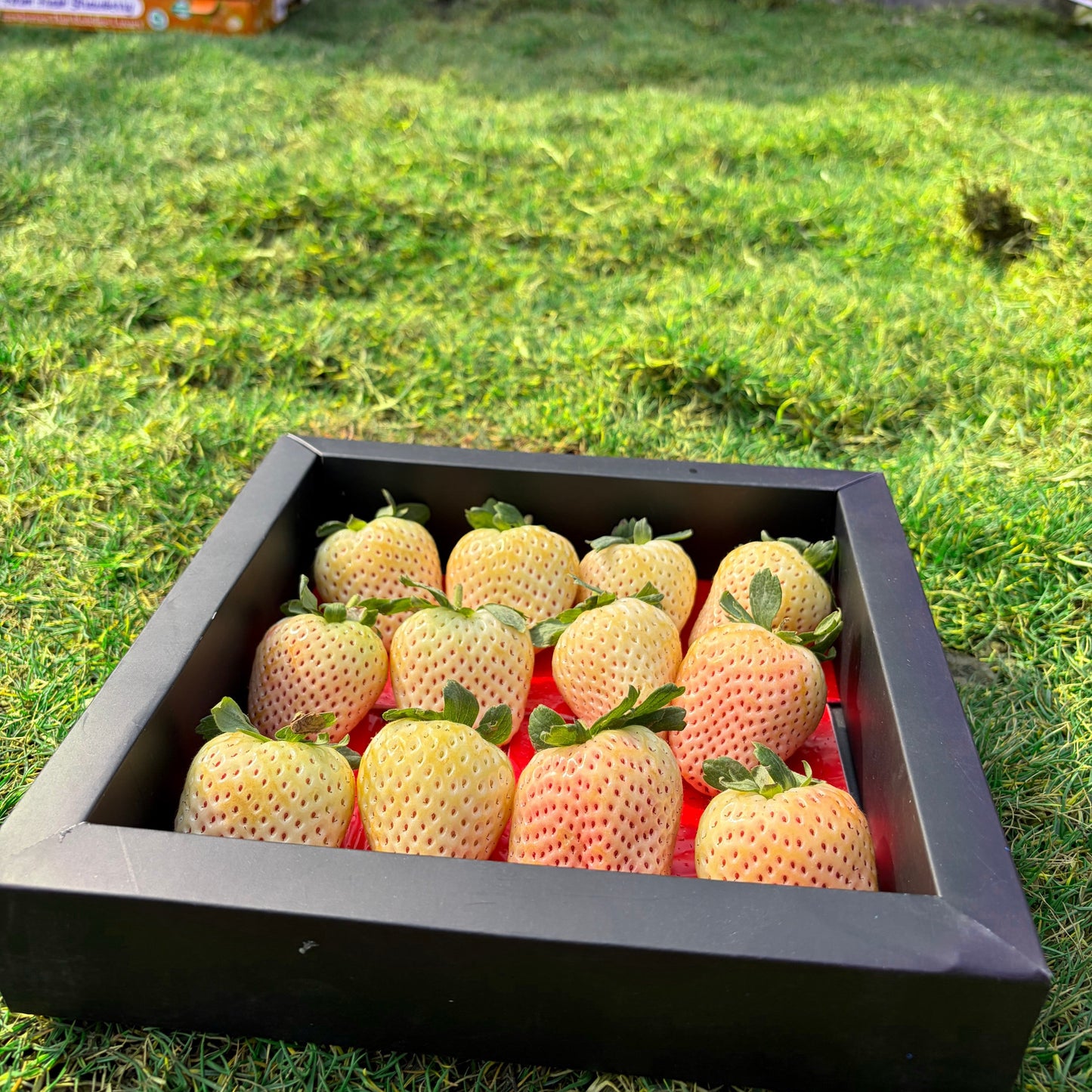 Premium White Pearl Strawberries – Gifting Box (Black) | 400 gm