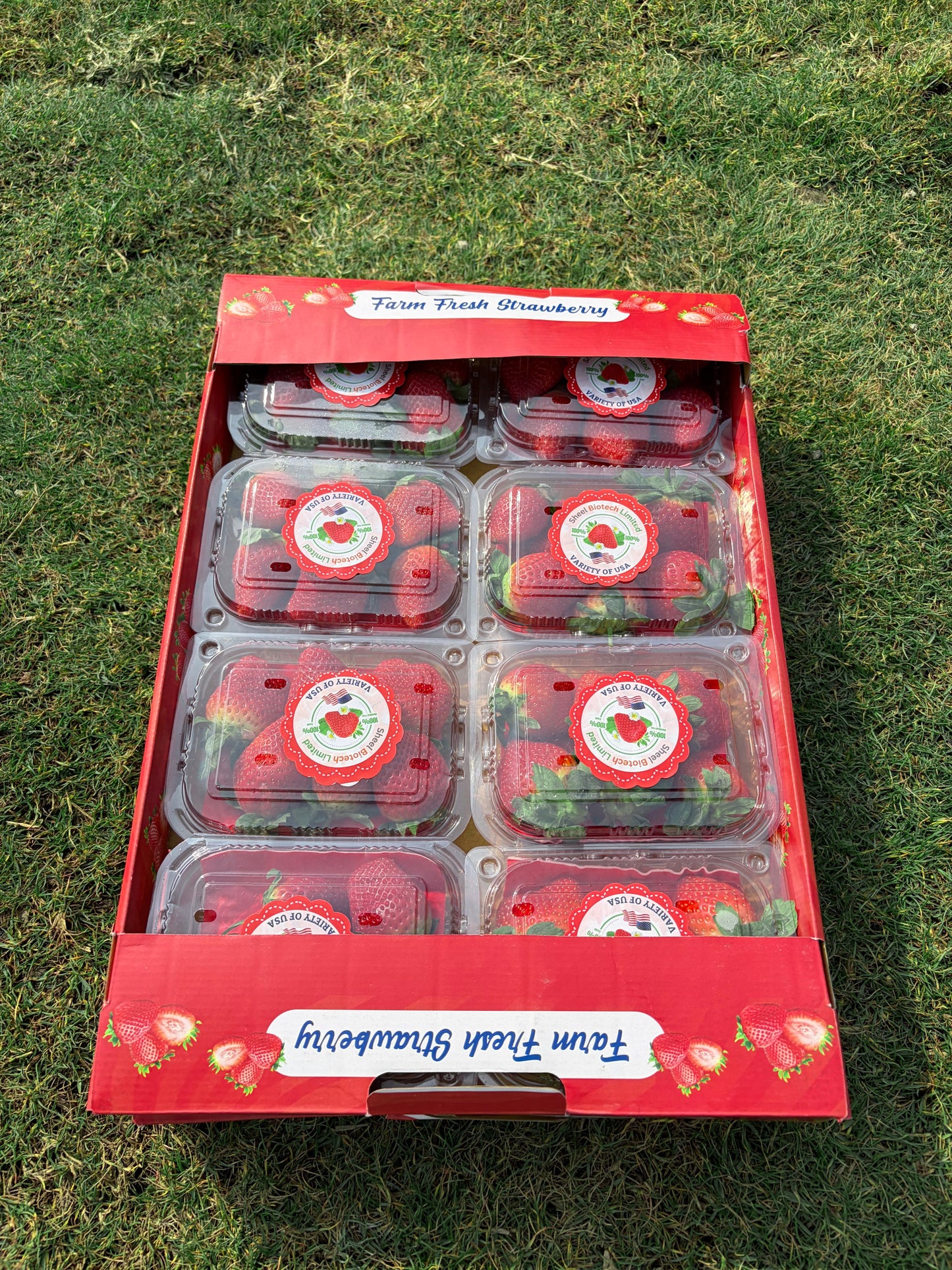 Standard Strawberry Fruit