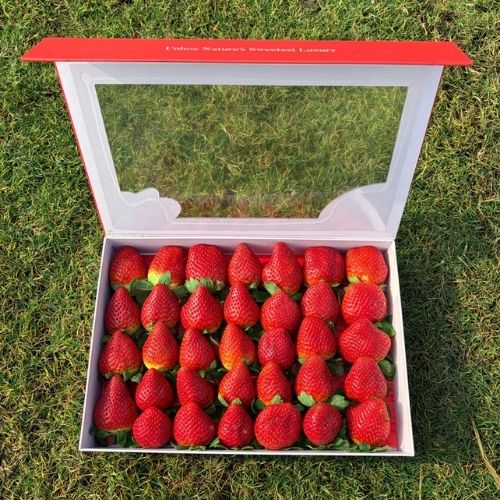 Premium Red Strawberry Box | Perfect for gifting & celebration | 1 kg