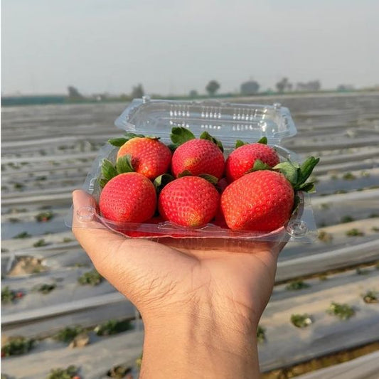 Jumbo Red Strawberry