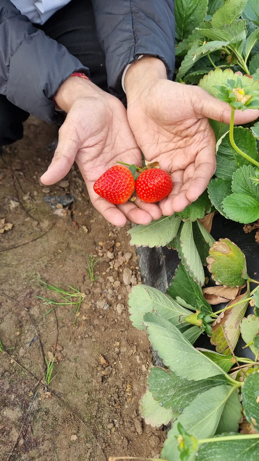 Standard Strawberry Fruit