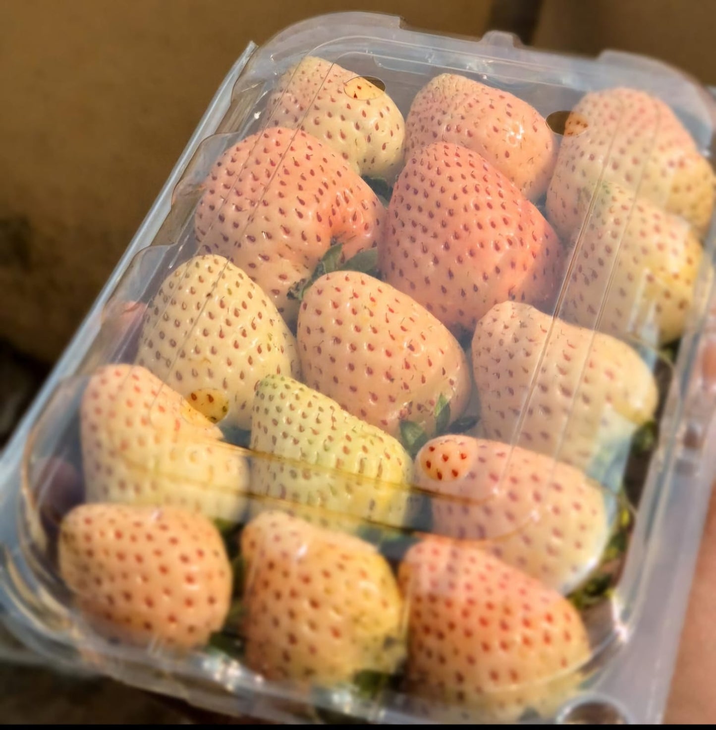 Florida Pearl Strawberry (Premium White Strawberry)